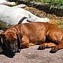 dog, brown_dog, white_dog, outdoor, sunlight, grass, pavement, lying_down, pet, canine, animal, relaxing, daytime, nature, closeup, mammal, domestic_animal, fur, resting, companion