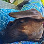 dog, sleeping, ear, collar, closeup, resting, patterned_cloth, outdoor, relaxation, pet, brown_dog, snout, nap, canine, comfort, colorful, texture, animal, fur, domestic