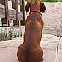 dog, brown_dog, sitting, steps, collar, tail, back_view, outdoor, grass, stone_path, tile_floor, wooden_railing, quiet, pet, animal, daylight, backyard, watching, pavement, calm