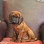 puppy, dog, brown_dog, sitting, armchair, furniture, indoor, cute, pet, animal, young_dog, looking, ears, paws, tail, seat, cushion, expression, canine, chair