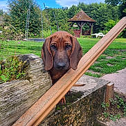 Aglaé a rejoint le concours — aidez-le/la à gagner de superbes lots ! dog, brown_dog, outdoor, garden, greenery, wooden_planter, moss, stone_wall, blue_sky, trees, grass, nature, pet, animal, curious, ears, snout, daylight, playful, canine