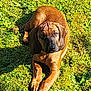 puppy, dog, brown_dog, grass, outdoor, sunlight, animal, pet, young_dog, ears, paws, lying_down, nature, greenery, adorable, curious, canine, mammal, summer, daylight