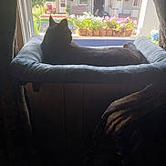 Whisper joined the competition — help win amazing prizes! cat, black_cat, window, flower_pot, flag, american_flag, cushion, indoor, sunlight, flower, house, pet, relaxing, feline, daylight, curtain, plant, residential, animal, resting