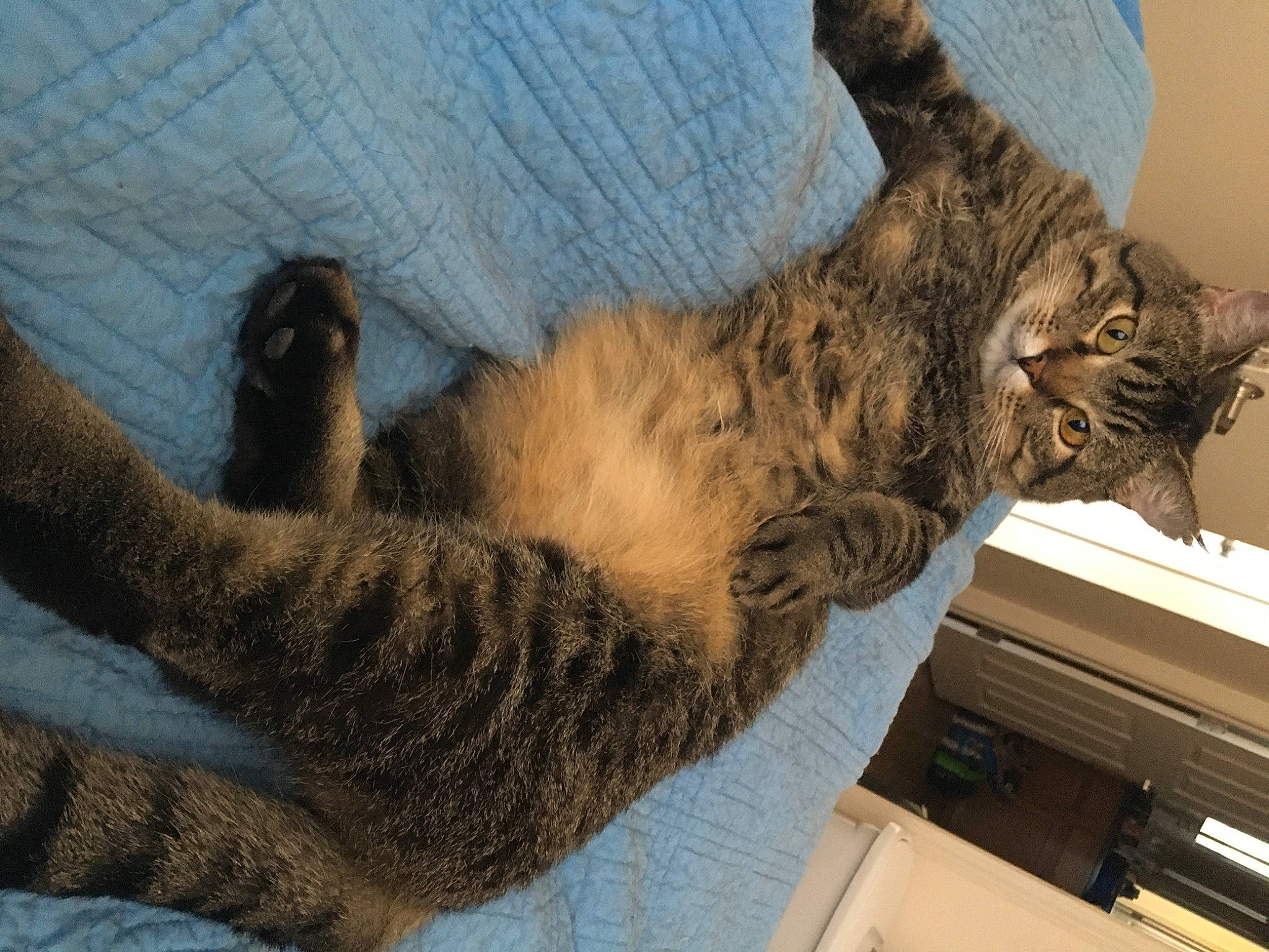 Curtis joined the competition — help win amazing prizes! box, carnivore, cat, claw, comfort, domestic_short_haired_cat, felidae, fur, gesture, mammal, paw, plant, small_to_medium_sized_cats, tail, terrestrial_animal, tree, vertebrate, whiskers