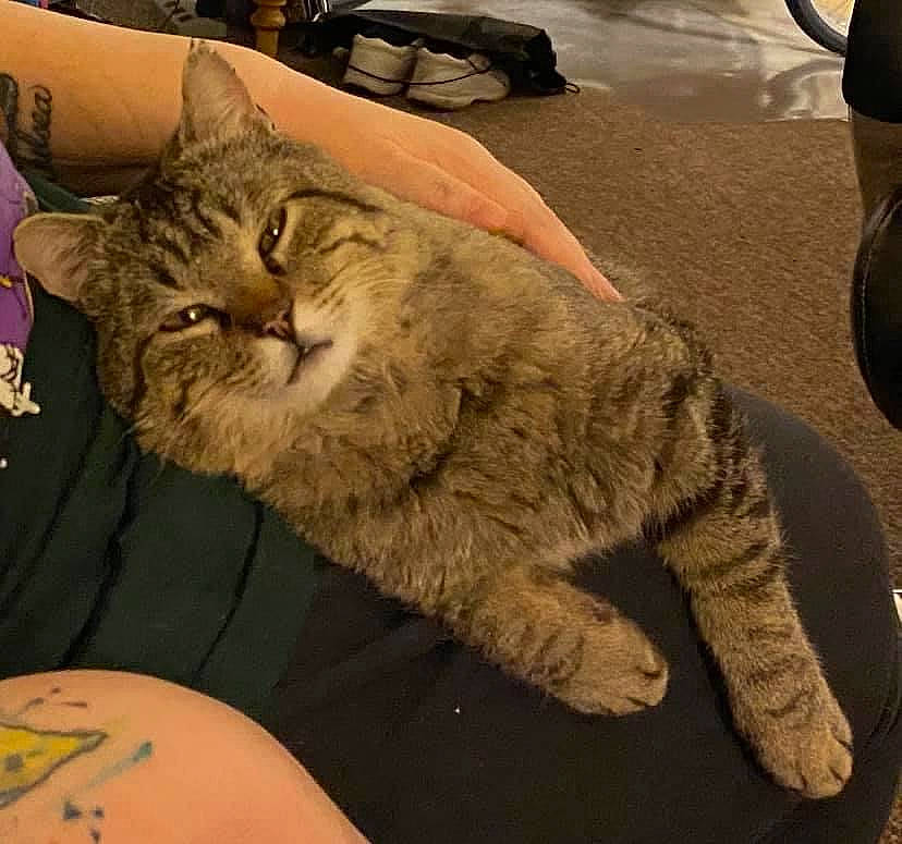 Curtis is registered to the contest to win money with this photo: automotive_tire, carnivore, cat, claw, comfort, domestic_short_haired_cat, felidae, fur, lap, metal, nap, paw, road_surface, sand, sitting, small_to_medium_sized_cats, snout, tail, tire, whiskers