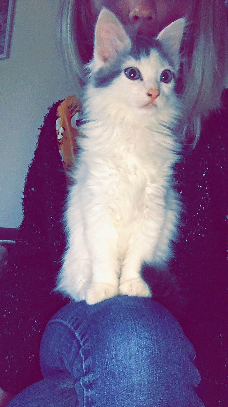 Bella participe au concours pour gagner de l'argent avec cette photo : american_curl, british_semi_longhair, carnivore, cat, cymric, domestic_long_haired_cat, felidae, fur, kitten, mammal, polydactyl_cat, ragamuffin, ragdoll, small_to_medium_sized_cats, tail, turkish_angora, turkish_van, vertebrate, whiskers