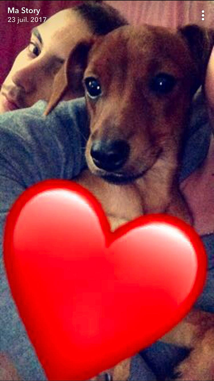 Pato participe au concours pour gagner de l'argent avec cette photo : canidae, carnivore, companion_dog, dachshund, dog, dog_breed, fawn, heart, love, puppy, puppy_love, snout