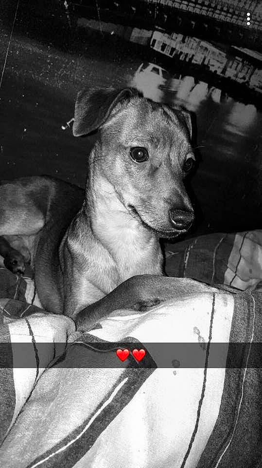 Pato participe au concours pour gagner de l'argent avec cette photo : american_hairless_terrier, canidae, carnivore, dog, dog_breed, ear, fawn, feist, hortaya_borzaya, italian_greyhound, lurcher, magyar_agar, mammal, potcake_dog, sighthound, snout, toy_dog, vertebrate, whippet, whiskers