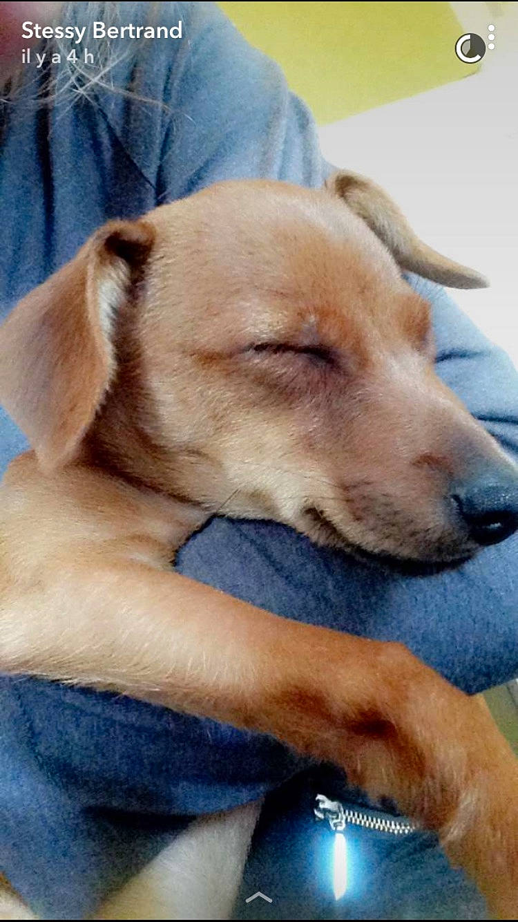 Pato participe au concours pour gagner de l'argent avec cette photo : beagador, black_mouth_cur, broholmer, canidae, carnivore, companion_dog, dog, dog_breed, fawn, labrador_retriever, mammal, potcake_dog, puppy, snout, sporting_group, vertebrate