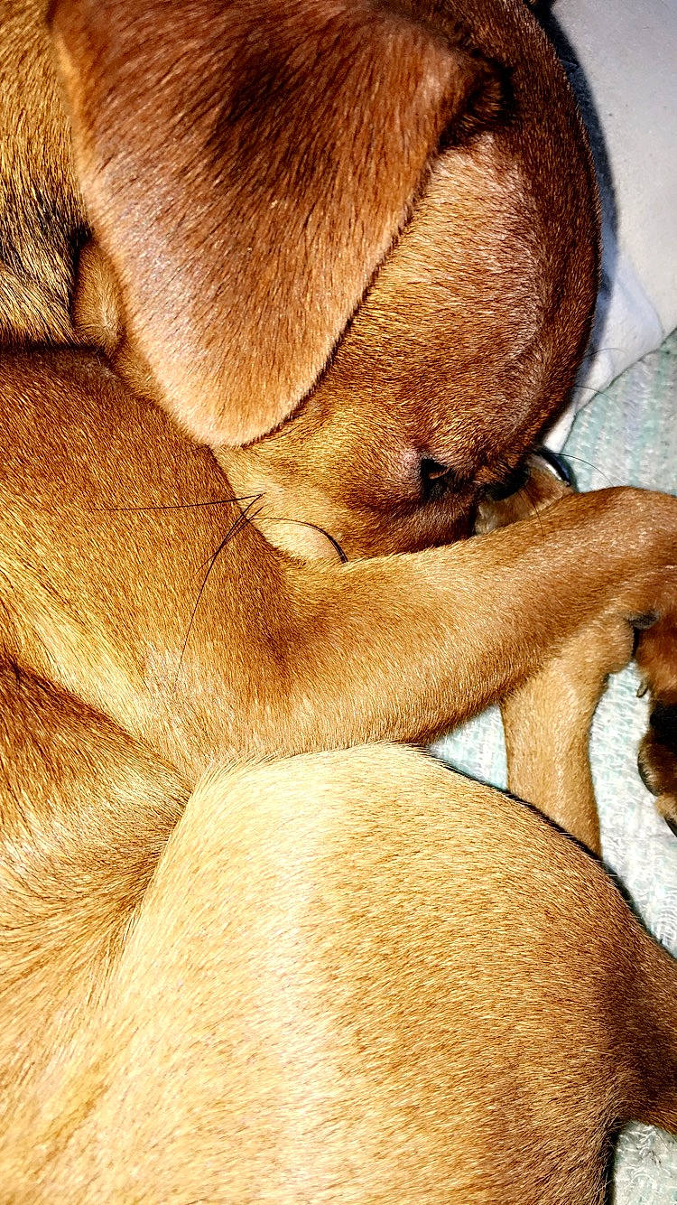 Pato a rejoint le concours — aidez-le/la à gagner de superbes lots ! canidae, carnivore, close_up, ear, fawn, fur, snout