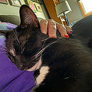 Two Bit joined the competition — help win amazing prizes! black_and_white, cat, close_up, comfort, couch, cozy, domestic_animal, feline, fur, hand, human_hand, indoor, nail_polish, pet, purple_blanket, quiet, relaxation, resting, sleeping, whiskers