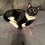 Two Bit joined the competition — help win amazing prizes! animal, black_and_white, cat, couch, cozy, cute, domestic, feline, fur, furniture, indoor, laying_down, pet, portrait, relaxed, resting, soft, tuxedo_cat, whiskers, yellow_eyes