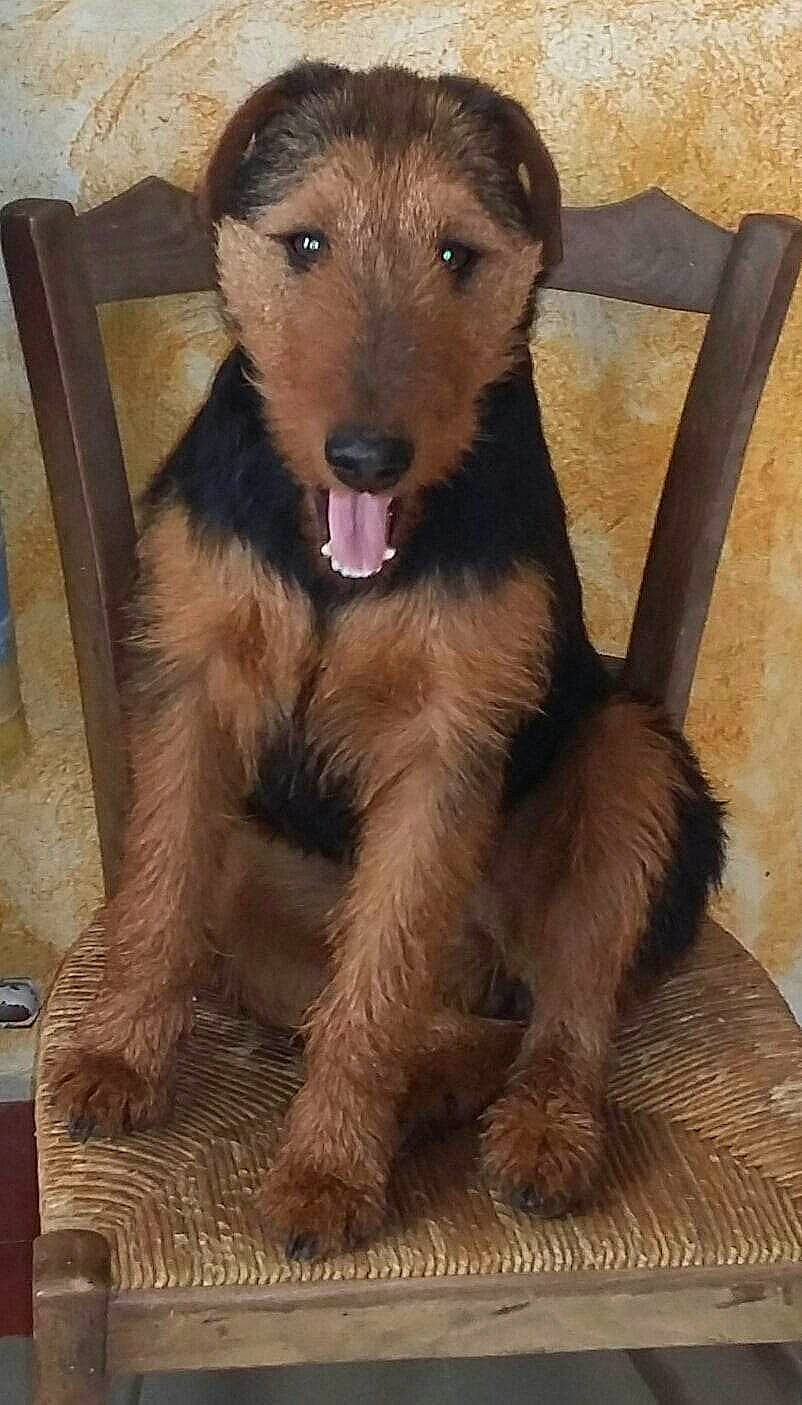 Java a rejoint le concours — aidez-le/la à gagner de superbes lots ! ancient_dog_breeds, canidae, carnivore, companion_dog, dog, dog_breed, fawn, flooring, fur, pet_supply, sporting_group, tail, terrestrial_animal, whiskers, wood, working_animal, working_dog