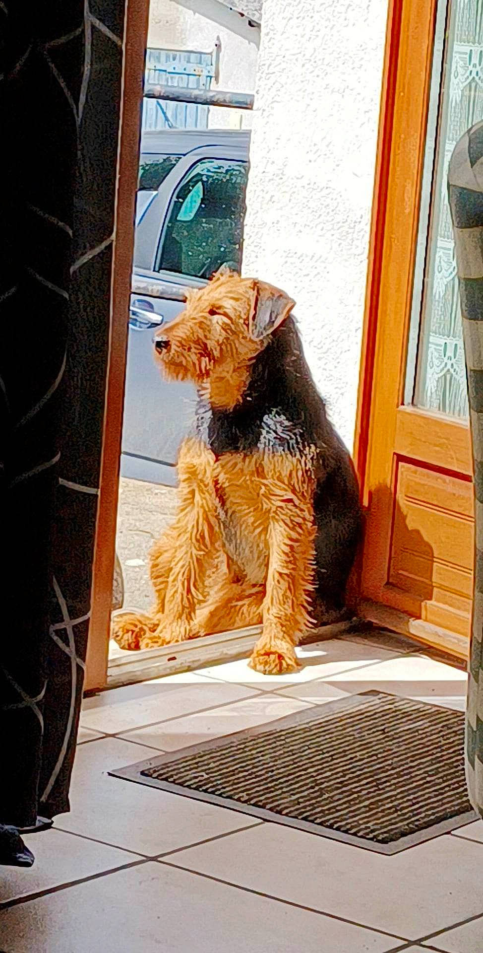 Java participe au concours pour gagner de l'argent avec cette photo : canidae, carnivore, companion_dog, dog_breed, door, fawn, felidae, flooring, fun, fur, metal, snout, sporting_group, tail, toy, visual_arts, water_dog, window, wood, working_animal