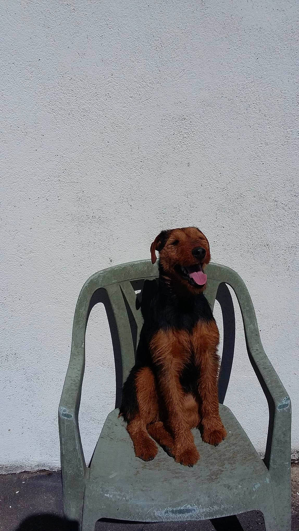 Java a rejoint le concours — aidez-le/la à gagner de superbes lots ! art, canidae, carnivore, companion_dog, dog, dog_breed, dog_supply, fawn, fur, liver, musical_instrument, pet_supply, sitting, sporting_group, stuffed_toy, tail, terrestrial_animal, toy, wood, working_animal