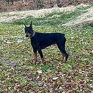 Volkane a rejoint le concours — aidez-le/la à gagner de superbes lots ! doberman, dog, canine, leash, chain_collar, grass, leaves, forest, trees, outdoor, animal, pet, alert, standing, nature, autumn, brown, black, mammal, park