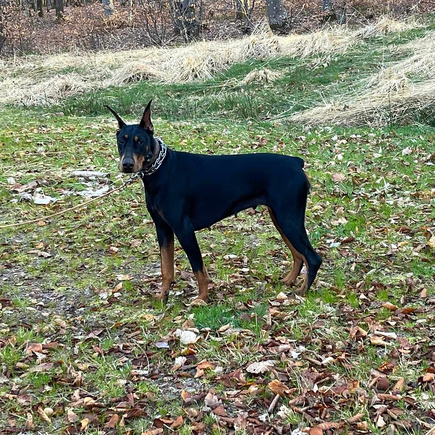 Volkane a rejoint le concours — aidez-le/la à gagner de superbes lots ! alert, animal, autumn, black, brown, canine, chain_collar, doberman, dog, forest, grass, leash, leaves, mammal, nature, outdoor, park, pet, standing, trees