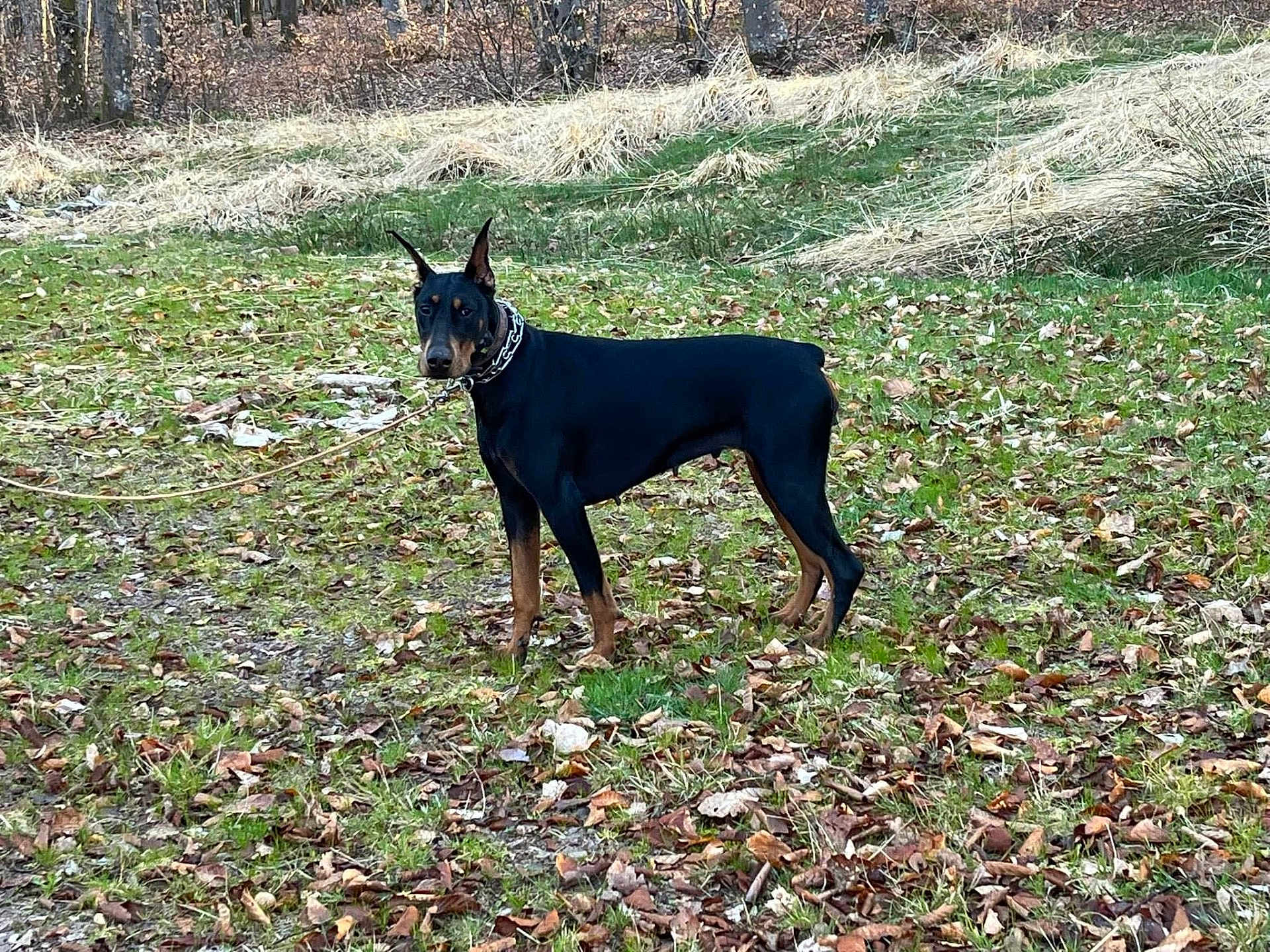 Volkane a rejoint le concours — aidez-le/la à gagner de superbes lots ! doberman, dog, canine, leash, chain_collar, grass, leaves, forest, trees, outdoor, animal, pet, alert, standing, nature, autumn, brown, black, mammal, park