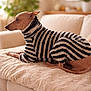 animal, canine, comfort, couch, cozy, dog, domestic_animal, fashion, furniture, furry_clothing, home, indoor, living_room, pet, relaxed, resting, side_view, soft_texture, striped_sweater, warm_lighting