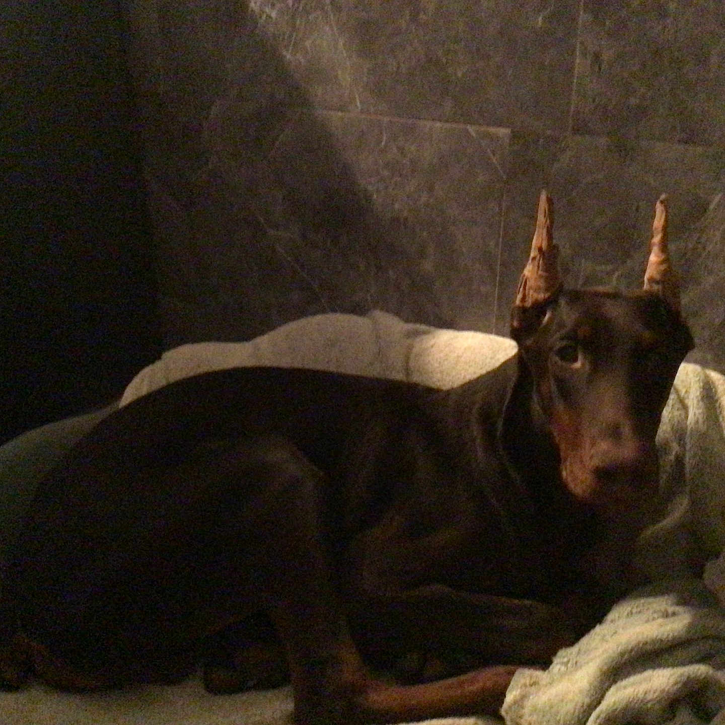 Zoltan