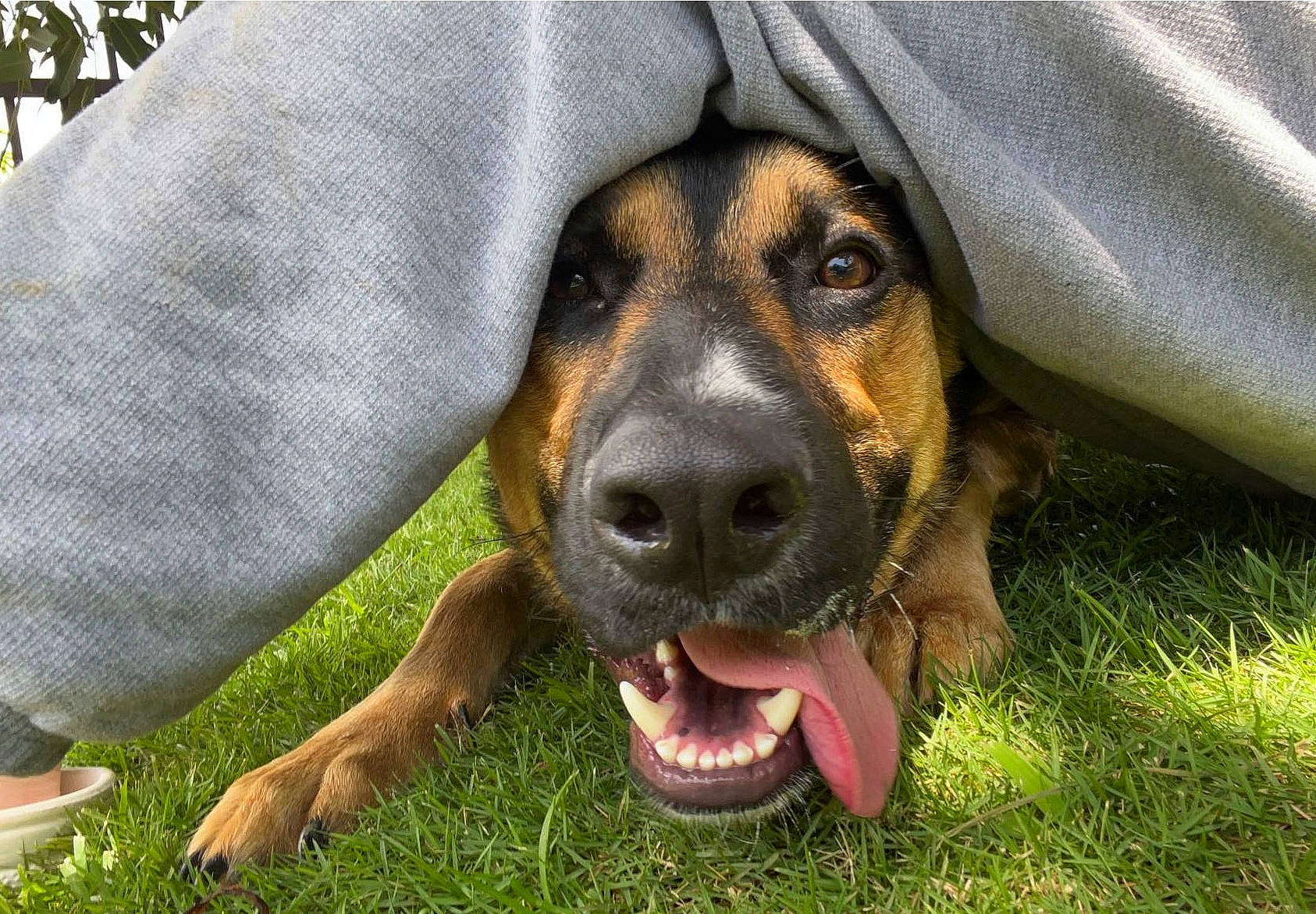 Rex joined the competition — help win amazing prizes! canidae, carnivore, comfort, companion_dog, dog, dog_breed, grass, guard_dog, hound, hunting_dog, liver, plant, scent_hound, sporting_group, sunglasses, whiskers, working_animal, working_dog