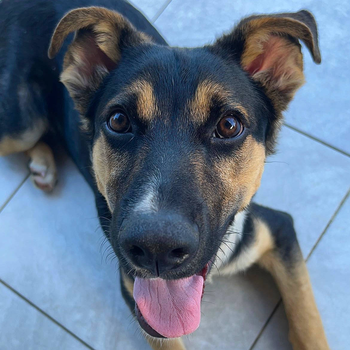 Rex is registered to the contest to win money with this photo: canidae, carnivore, collar, companion_dog, dog, dog_breed, ear, eye, fawn, fur, guard_dog, paw, pet_supply, snout, sporting_group, terrestrial_animal, toy_dog, whiskers, working_animal, working_dog