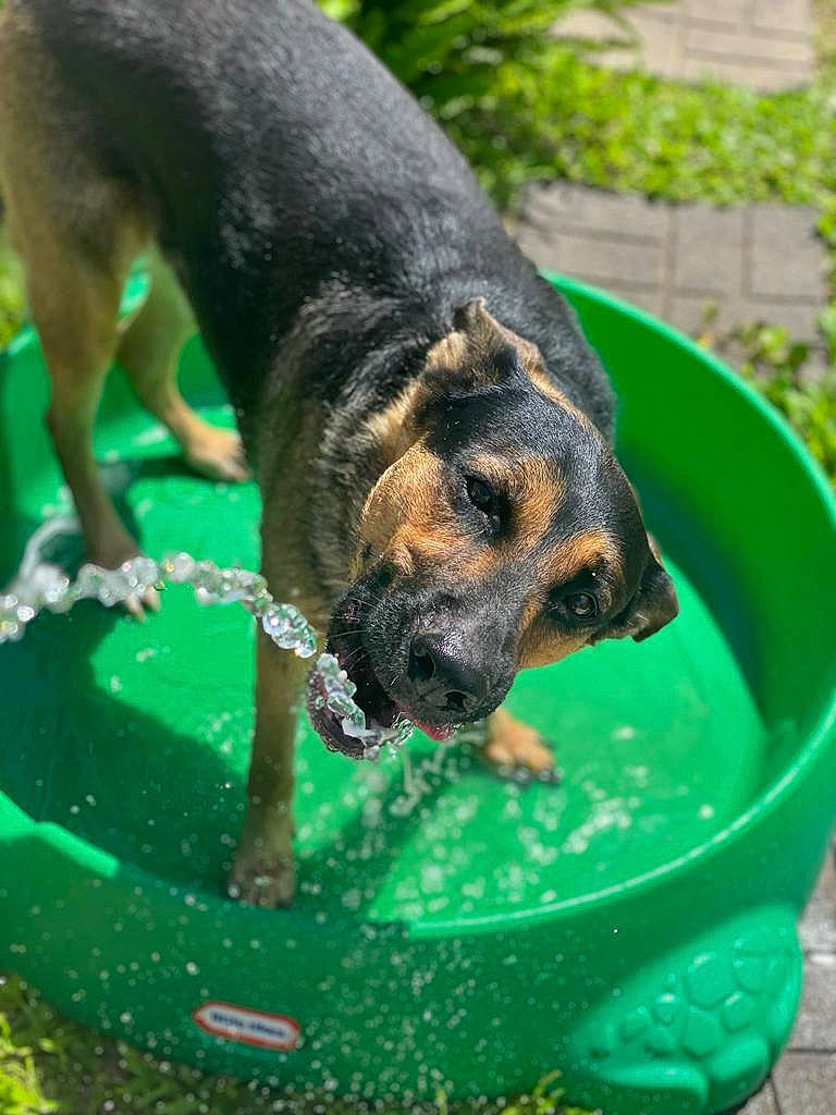 Rex joined the competition — help win amazing prizes! biting, canidae, carnivore, companion_dog, dog, dog_breed, fawn, grass, green, guard_dog, mammal, old_german_shepherd_dog, pet_supply, plant, snout, sporting_group, vertebrate, water, working_animal, working_dog