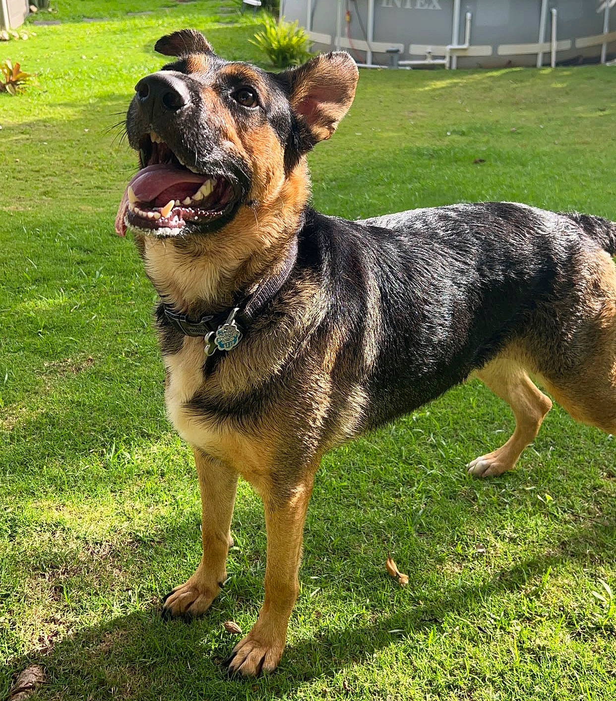 Rex is registered to the contest to win money with this photo: ancient_dog_breeds, canidae, carnivore, collar, companion_dog, dog, dog_breed, dog_collar, fawn, grass, guard_dog, leash, plant, snout, sporting_group, terrestrial_animal, whiskers, working_animal, working_dog