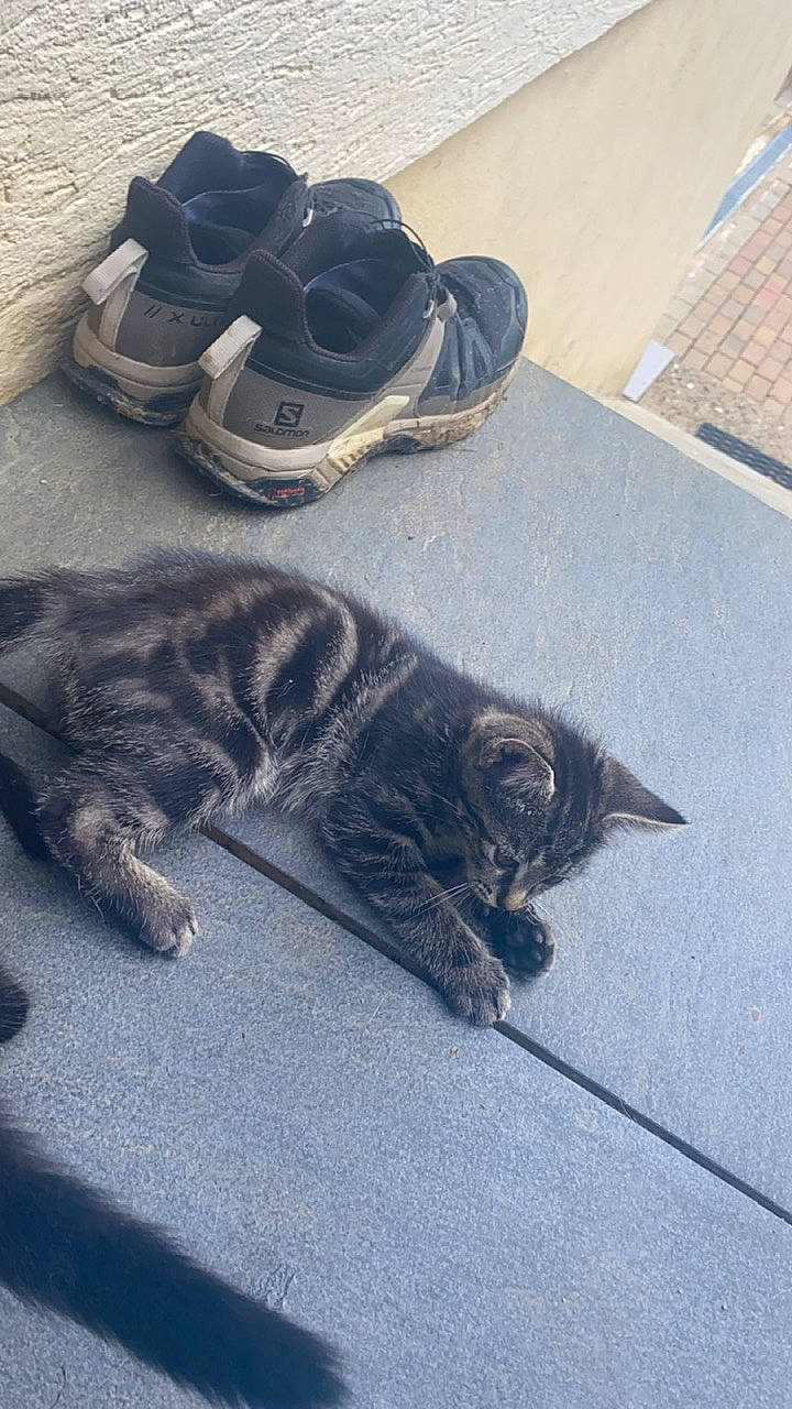 Ulysse participe au concours pour gagner de l'argent avec cette photo : asphalt, automotive_tire, carnivore, cat, domestic_short_haired_cat, felidae, floor, flooring, fur, grass, grey, outdoor_shoe, pattern, road_surface, sidewalk, small_to_medium_sized_cats, tail, walking_shoe, whiskers, wood