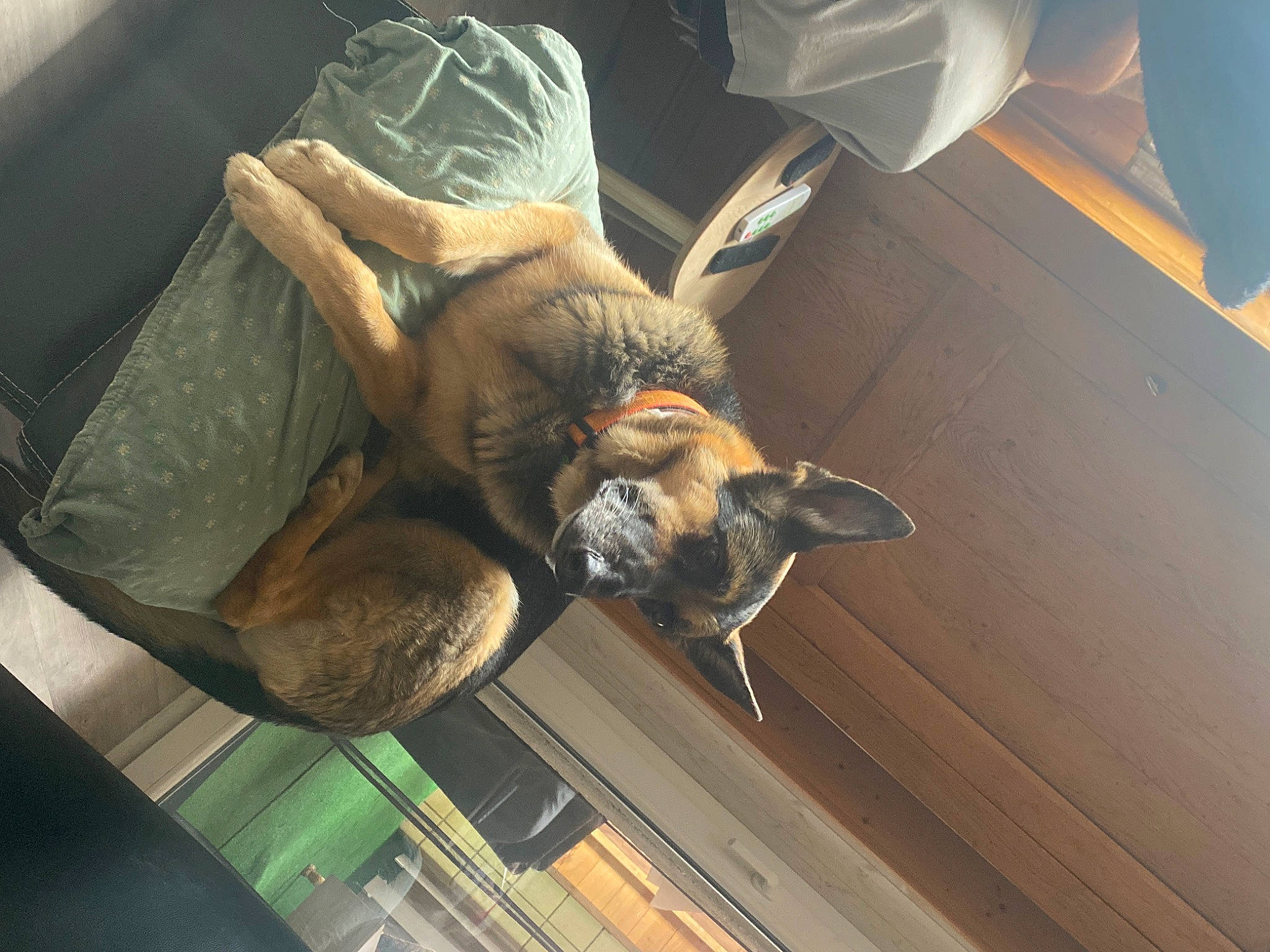 Lila a rejoint le concours — aidez-le/la à gagner de superbes lots ! bat, canidae, carnivore, claw, comfort, dog_breed, felidae, flooring, fur, snout, sporting_group, terrestrial_animal, wildlife, wood