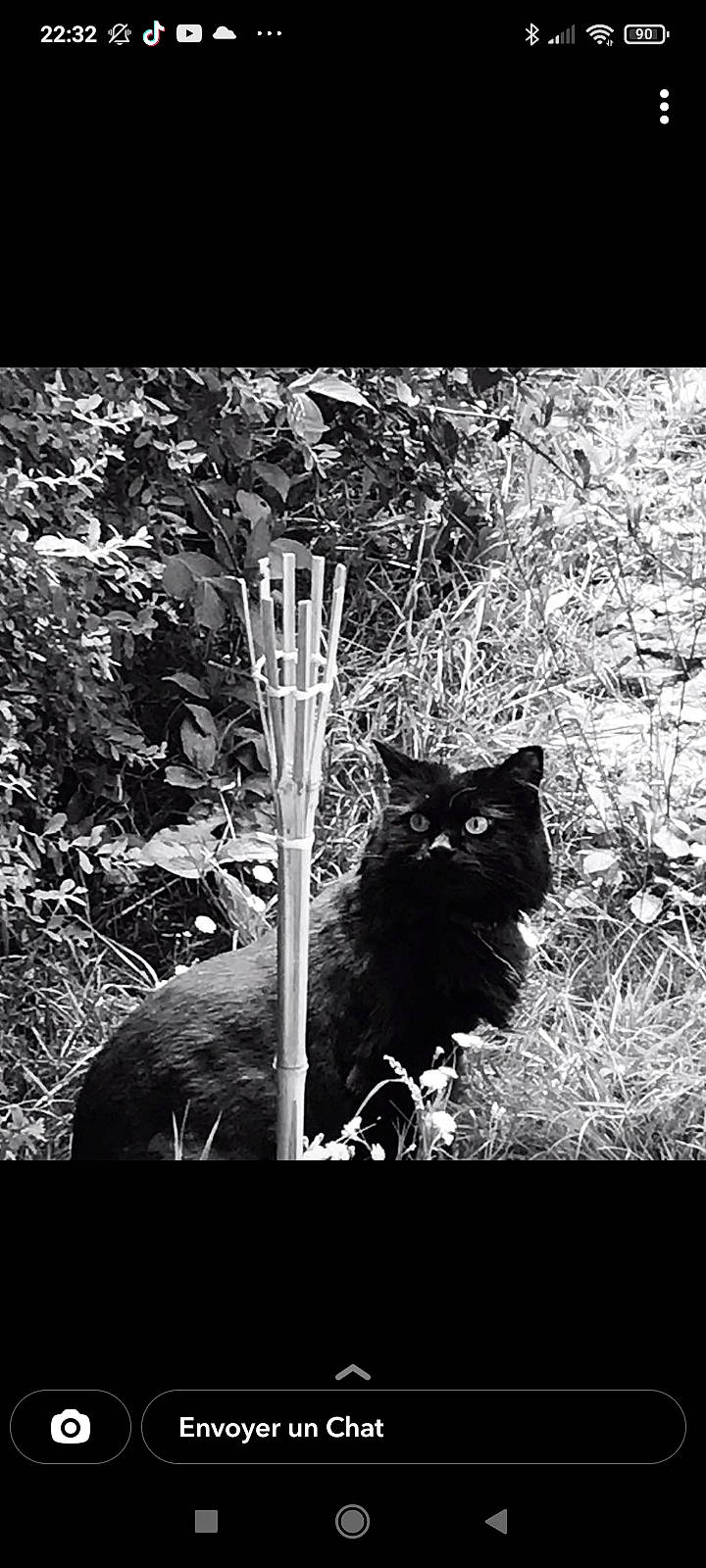 Jypsie participe au concours pour gagner de l'argent avec cette photo : black, black_and_white, bombay, carnivore, cat, felidae, fur, grass, monochrome, monochrome_photography, plant, small_to_medium_sized_cats, snout, style, tail, tints_and_shades, tree, trunk, whiskers, wood