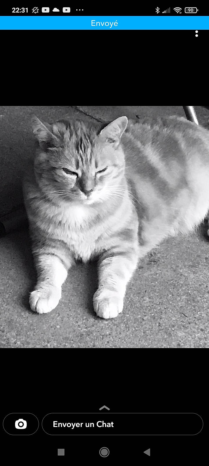 Cannelle participe au concours pour gagner de l'argent avec cette photo : black_and_white, carnivore, cat, comfort, curious, darkness, domestic_short_haired_cat, felidae, fur, grass, monochrome, monochrome_photography, paw, photo_caption, rectangle, small_to_medium_sized_cats, snout, still_life_photography, tail, whiskers