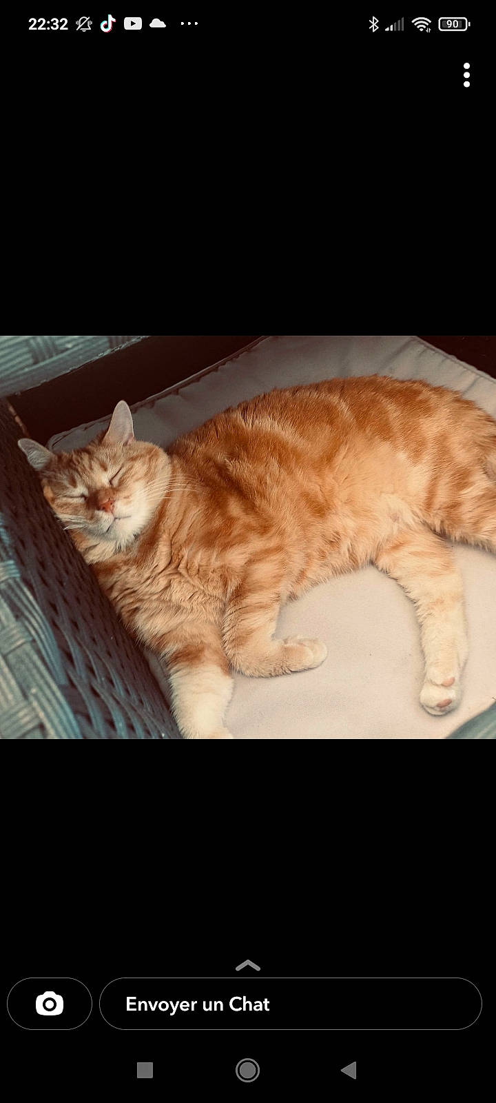 Cannelle participe au concours pour gagner de l'argent avec cette photo : art, carnivore, cat, comfort, domestic_short_haired_cat, ear, eye, fawn, felidae, fur, head, human_body, leg, paw, small_to_medium_sized_cats, snout, tail, vertebrate, whiskers, wood