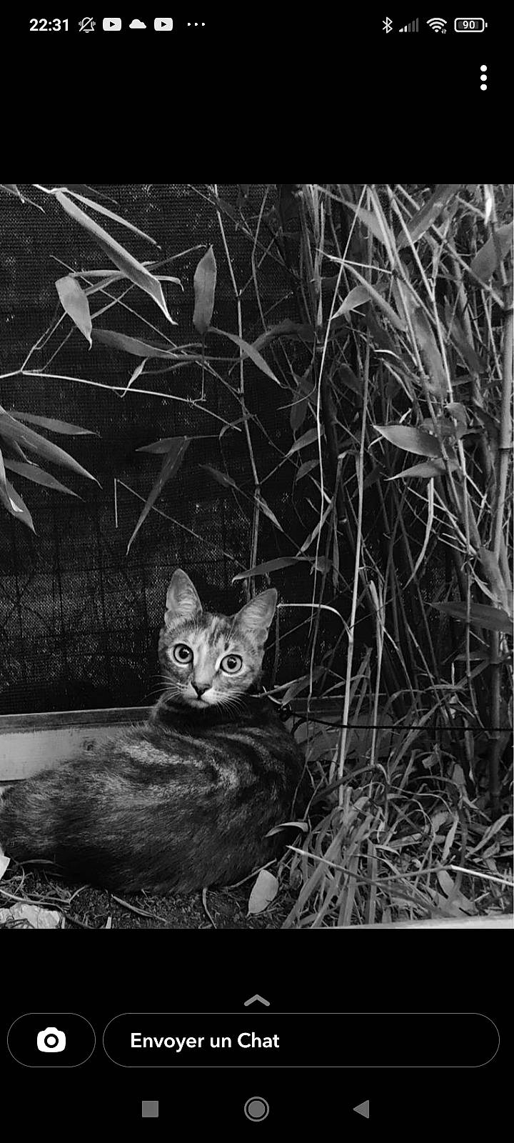 Nami participe au concours pour gagner de l'argent avec cette photo : black, black_and_white, carnivore, cat, fawn, felidae, grass, grass_family, mammal, monochrome, monochrome_photography, organism, plant, small_to_medium_sized_cats, snout, style, twig, vertebrate, whiskers, wood