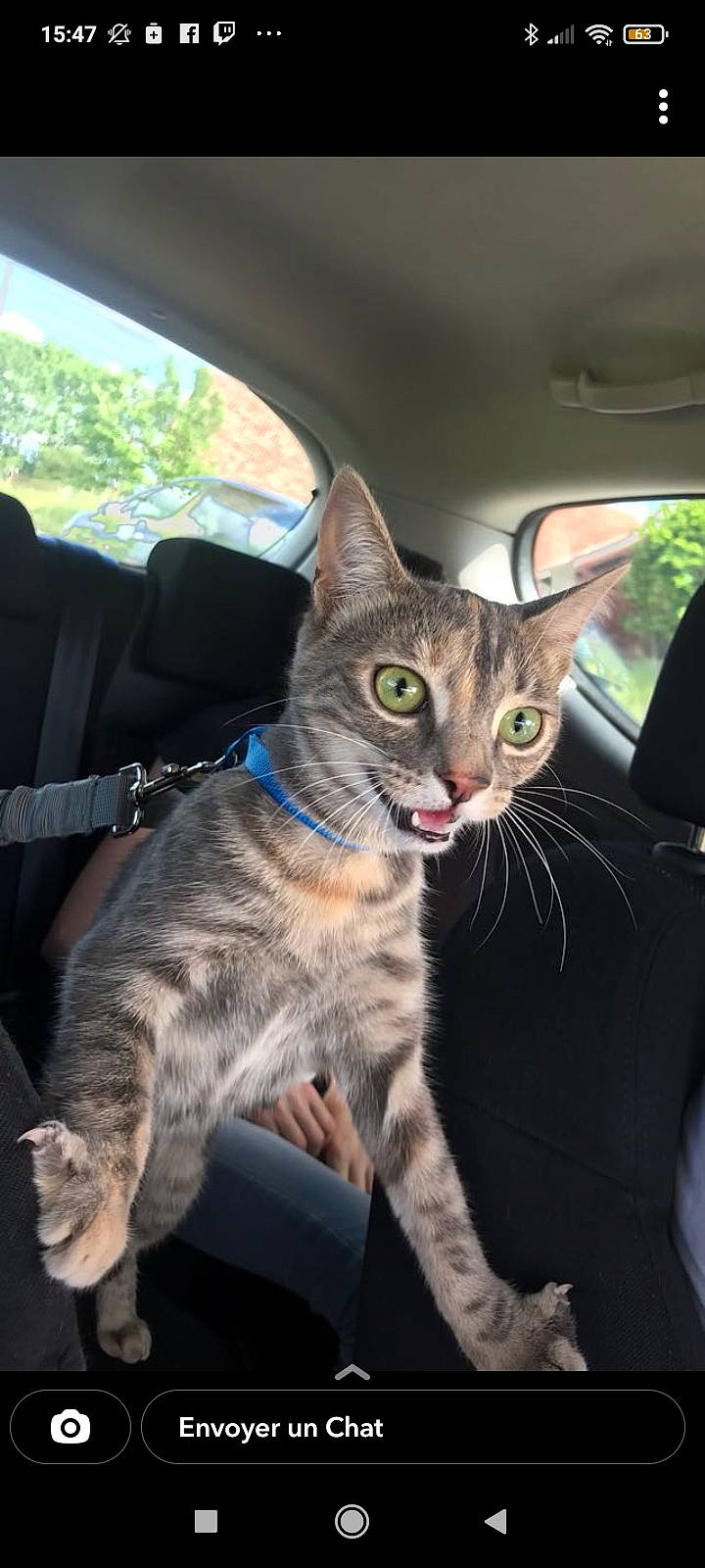 Nami a rejoint le concours — aidez-le/la à gagner de superbes lots ! auto_part, automotive_exterior, car, car_seat, carnivore, cat, domestic_short_haired_cat, door, felidae, fur, motor_vehicle, small_to_medium_sized_cats, snout, tail, tree, vehicle, vehicle_door, whiskers, window, windshield