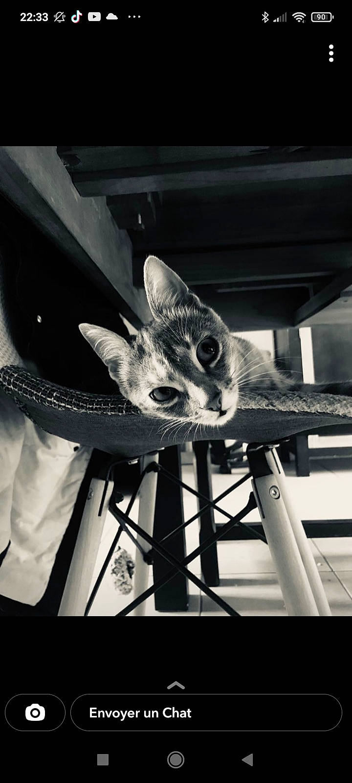 Nami a rejoint le concours — aidez-le/la à gagner de superbes lots ! auto_part, bicycle_part, carbon, carnivore, cat, comfort, darkness, eye, felidae, leg, metal, monochrome, monochrome_photography, rim, small_to_medium_sized_cats, snout, spoke, tail, vertebrate, whiskers