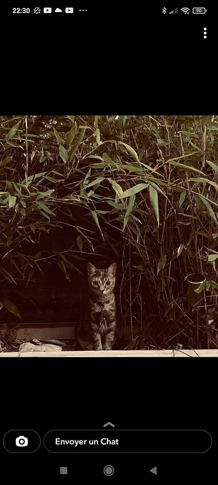 Nami a rejoint le concours — aidez-le/la à gagner de superbes lots ! art, branch, carnivore, cat, darkness, felidae, grass, monochrome_photography, organism, picture_frame, plant, rectangle, room, small_to_medium_sized_cats, tail, tints_and_shades, twig, vegetation, whiskers, wood