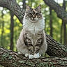 cat, animal, tree_branch, forest, nature, fluffy, outdoor, wildlife, moss, feline, pet, whiskers, sitting, alert, greenery, woodland, fur, cute, daylight, majestic