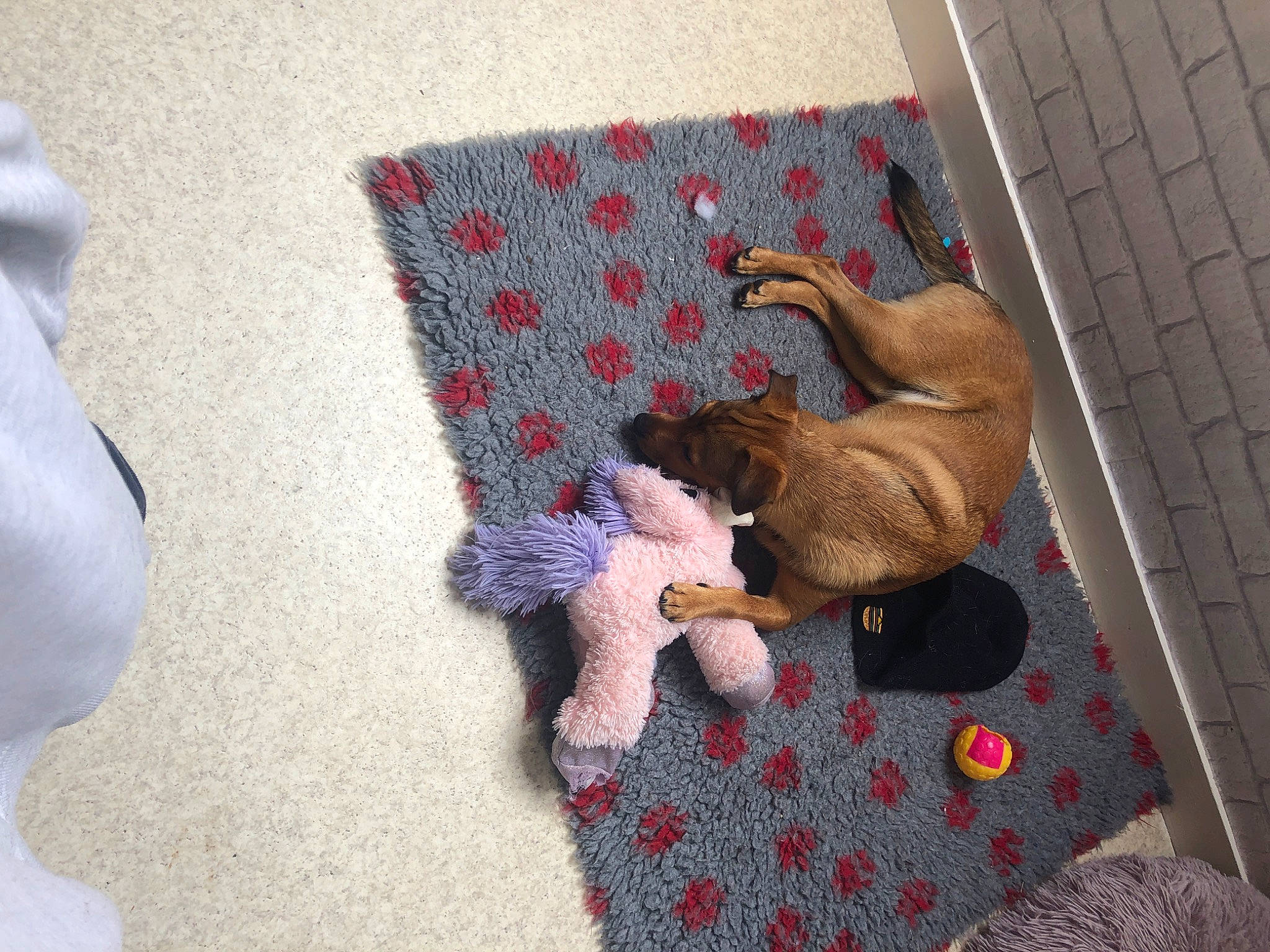 Thanos a rejoint le concours — aidez-le/la à gagner de superbes lots ! art, carmine, comfort, companion_dog, couch, craft, creative_arts, dog_supply, fawn, flooring, linens, needlework, pattern, stuffed_toy, textile, toy, wood, wool, working_animal, woven_fabric