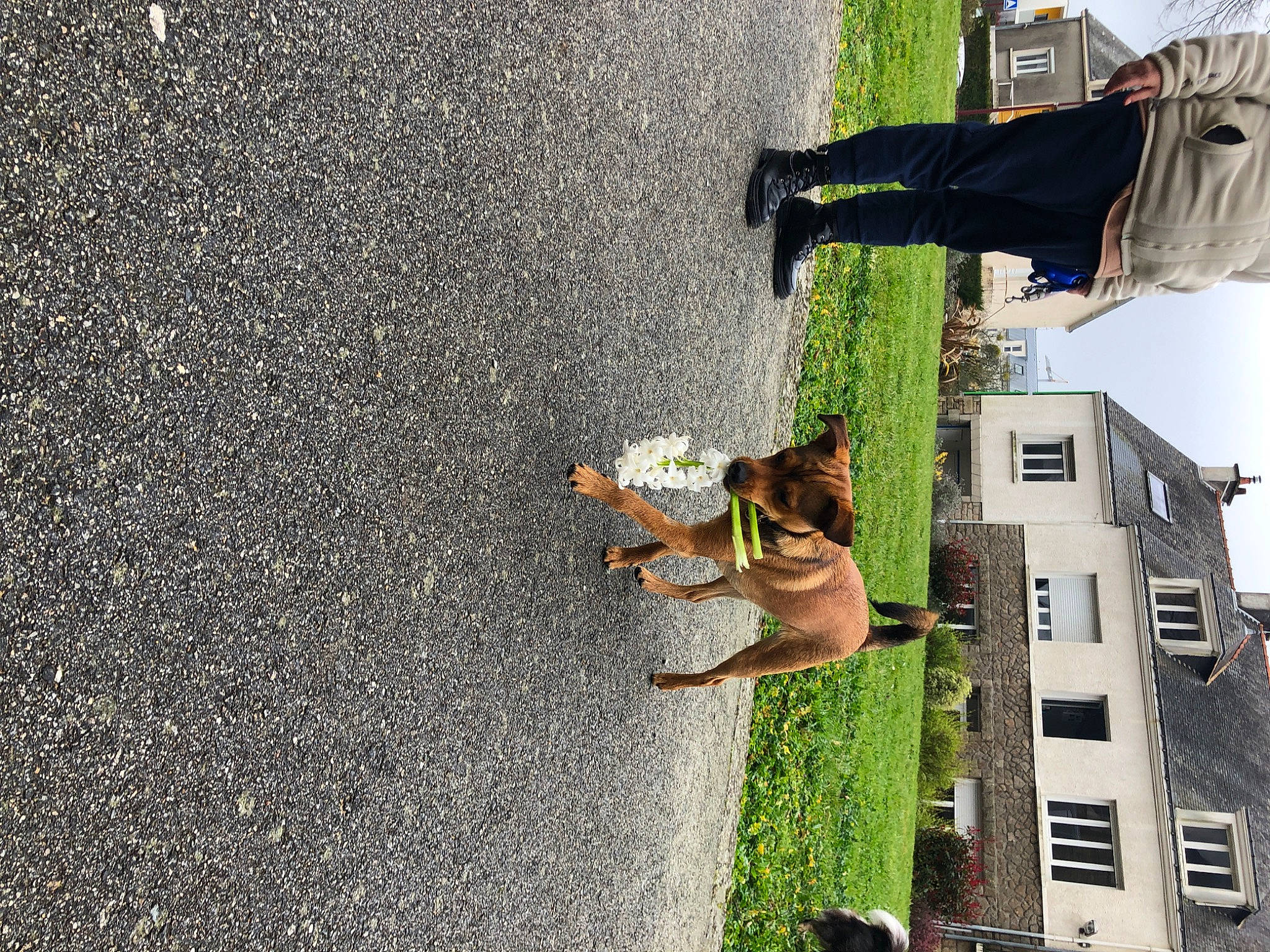 Thanos participe au concours pour gagner de l'argent avec cette photo : asphalt, building, concrete, facade, fun, grass, house, leisure, plant, recreation, road, road_surface, shadow, sidewalk, sky, street, tar, tree, wall, window