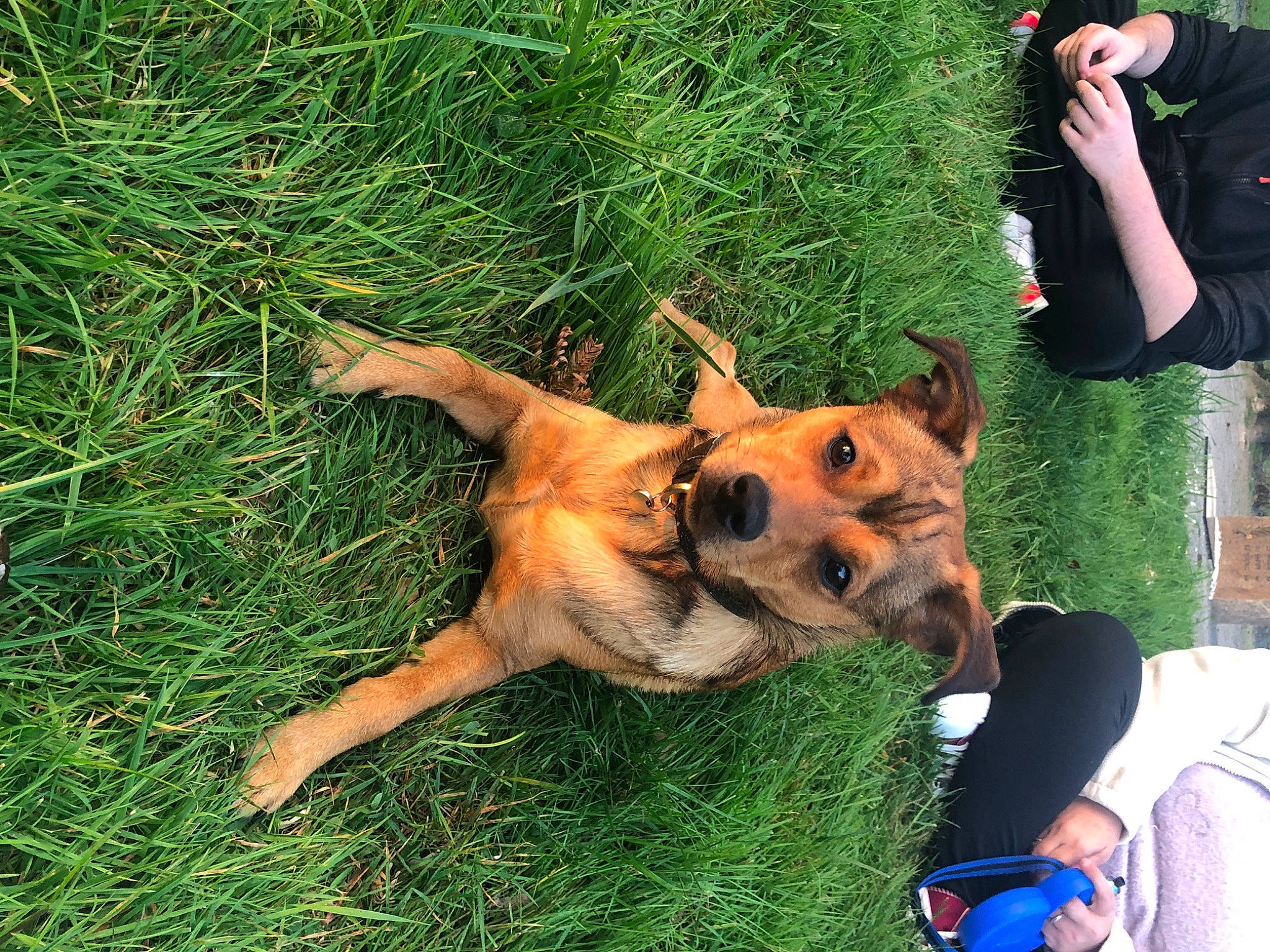 Thanos a rejoint le concours — aidez-le/la à gagner de superbes lots ! bag, canidae, carnivore, companion_dog, dog, dog_breed, east_european_shepherd, fawn, fun, german_shepherd_dog, grass, guard_dog, herding_dog, luggage_and_bags, plant, snout, sporting_group, tail, working_animal, working_dog