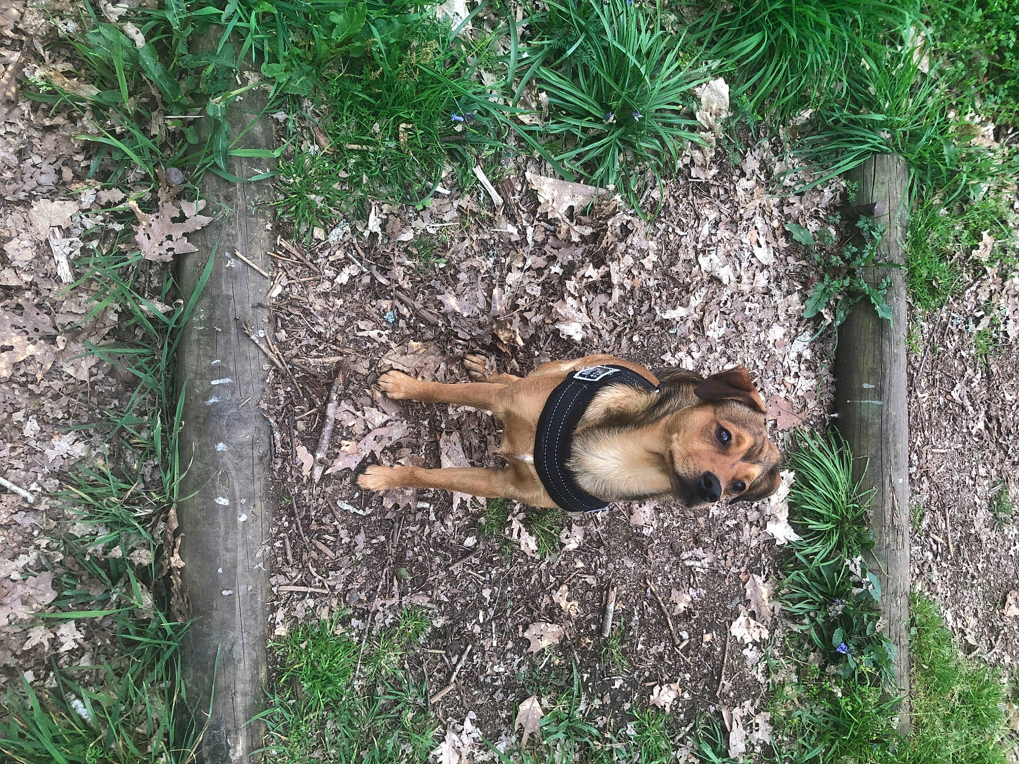 Thanos participe au concours pour gagner de l'argent avec cette photo : big_cats, canidae, carnivore, companion_dog, dog, dog_breed, fawn, felidae, grass, groundcover, jungle, landscape, plant, snout, soil, sporting_group, tail, terrestrial_animal, trunk, wood