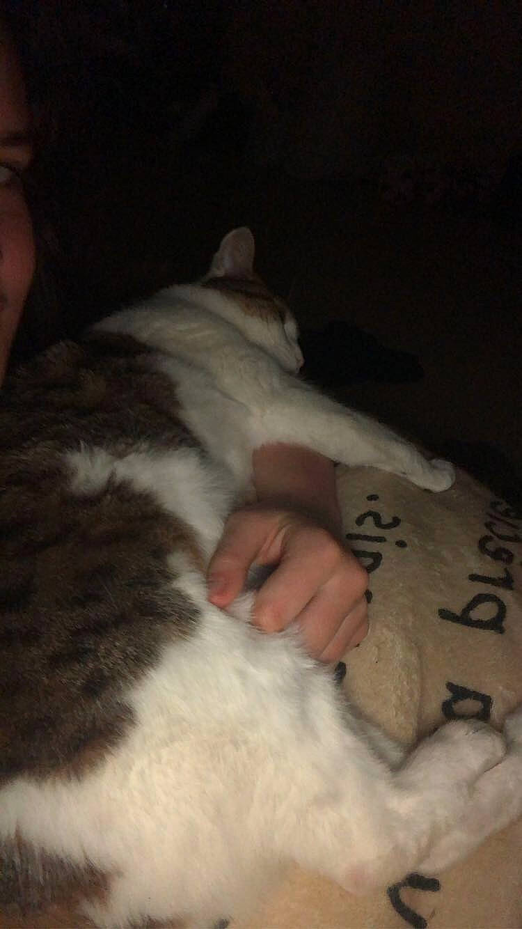 Blanchette a rejoint le concours — aidez-le/la à gagner de superbes lots ! carnivore, cat, claw, comfort, dog_breed, domestic_short_haired_cat, felidae, fur, handwriting, nail, nap, paw, small_to_medium_sized_cats, tail, whiskers