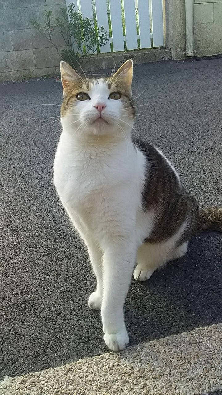 Blanchette a rejoint le concours — aidez-le/la à gagner de superbes lots ! asphalt, automotive_lighting, carnivore, cat, domestic_short_haired_cat, eye, felidae, fur, grey, human_leg, paw, road, road_surface, sidewalk, sitting, small_to_medium_sized_cats, snout, tail, whiskers, window