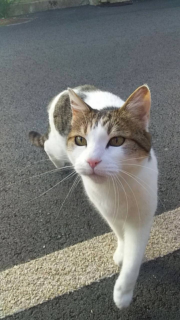 Blanchette a rejoint le concours — aidez-le/la à gagner de superbes lots ! asphalt, carnivore, cat, domestic_short_haired_cat, felidae, fur, paw, road_surface, sand, sitting, small_to_medium_sized_cats, tail, tar, terrestrial_animal, whiskers