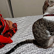 Sammy is registered to the contest to win money with this photo: cat, tabby_cat, bed, blanket, patterned_bedspread, tail, collar, indoor, furniture, door, wall, person_knee, animal, pet, resting, striped_fur, domestic_cat, bedroom, feline, sitting