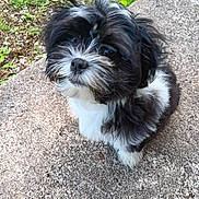 Anouk a rejoint le concours — aidez-le/la à gagner de superbes lots ! puppy, dog, black_and_white, fluffy, fur, outdoor, grass, concrete, curious, small_dog, pet, animal, cute, sitting, close_up, young_dog, nature, daylight, canine, adorable