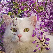 Arlo a rejoint le concours — aidez-le/la à gagner de superbes lots ! animal, cat, closeup, curious, ears, face, flora, fluffy, garden, green_eyes, nature, outdoor, pet, plants, purple_flowers, serene, soft_fur, spring, whiskers, white_cat