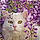Arlo