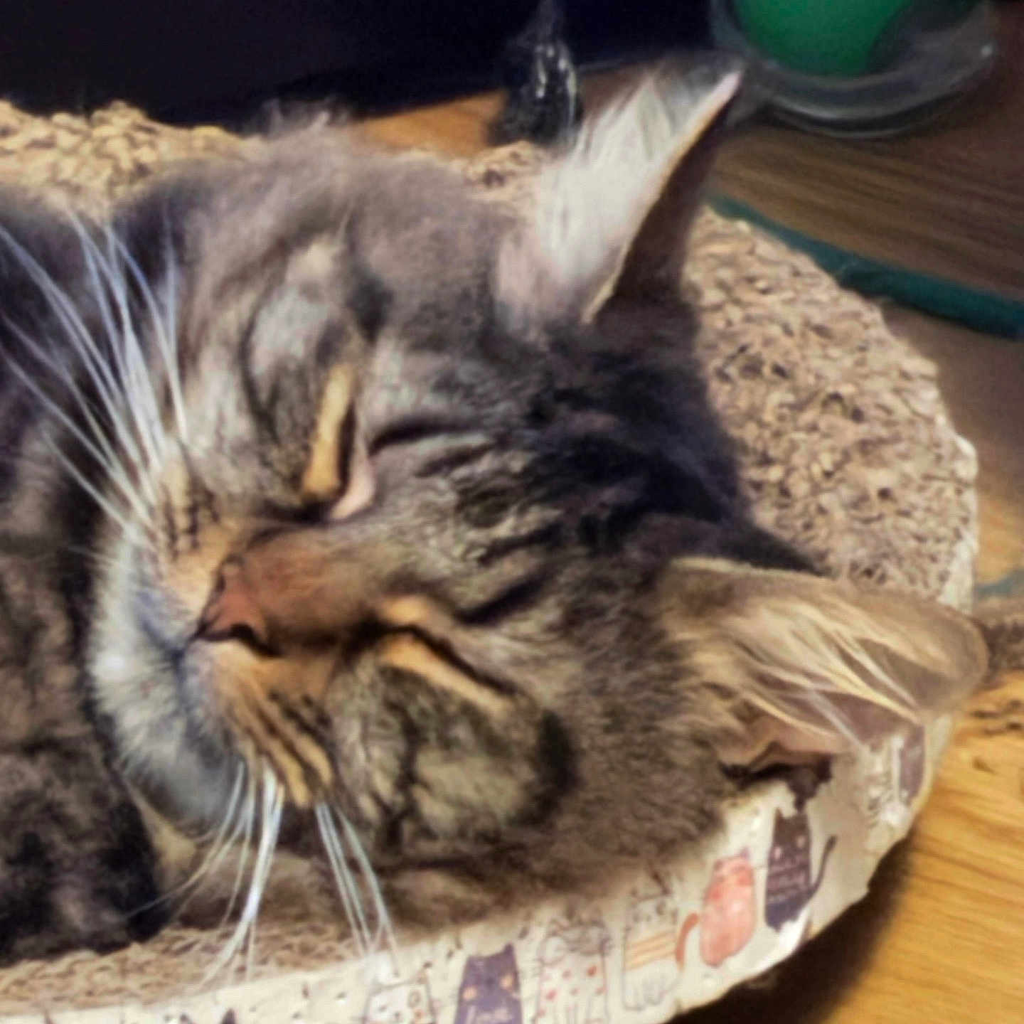 Titch Junior joined the competition — help win amazing prizes! animal, cartoon_cats, cat, closed_eyes, cozy, cute, ears, feline, green_ball, indoor, pet, relaxed, resting, scratcher_bed, sleeping, sunlight, tabby, toy, whiskers, wooden_floor